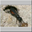 wegwespe-11mm-10-mit Spinne.jpg